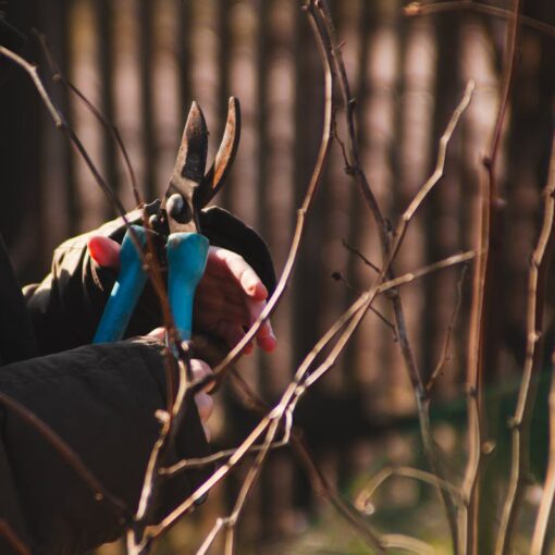 To-Dos für Hobbygärtner