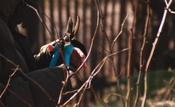 To-Dos für Hobbygärtner