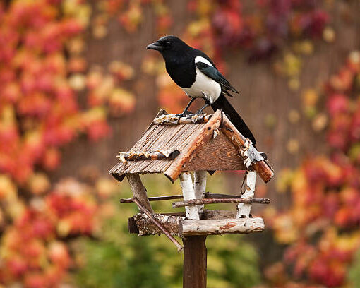 Futterhäuser für Vögel