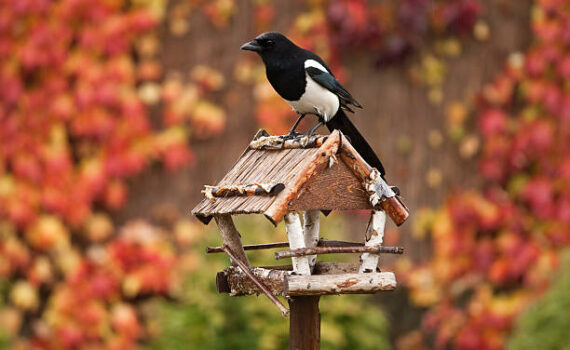 Futterhäuser für Vögel